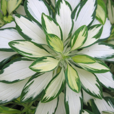 Alstroemeria Rock And Roll 1 - Garden Express Australia