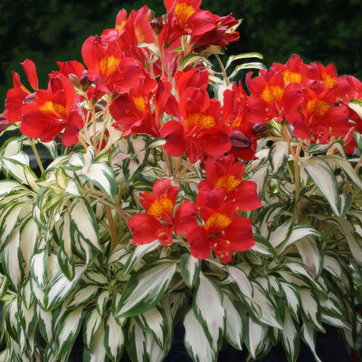 Alstroemeria Rock And Roll 2 - Garden Express Australia
