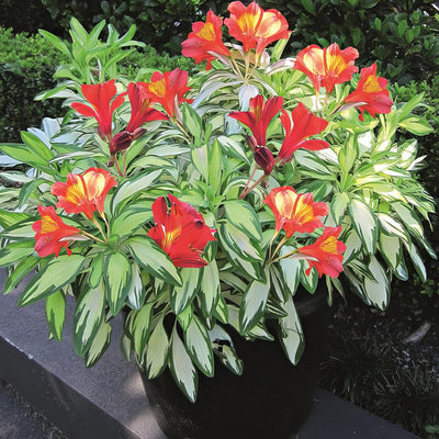 Alstroemeria Rock And Roll P68alsrar - Garden Express Australia