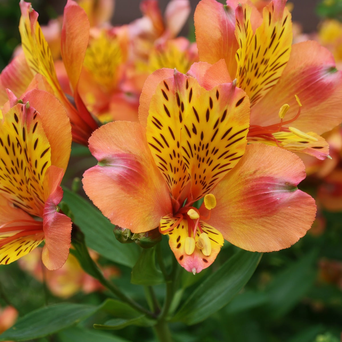 Alstroemeria Orange Pkalsora - Garden Express Australia