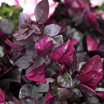 Alternanthera Choco Chili - Garden Express Australia