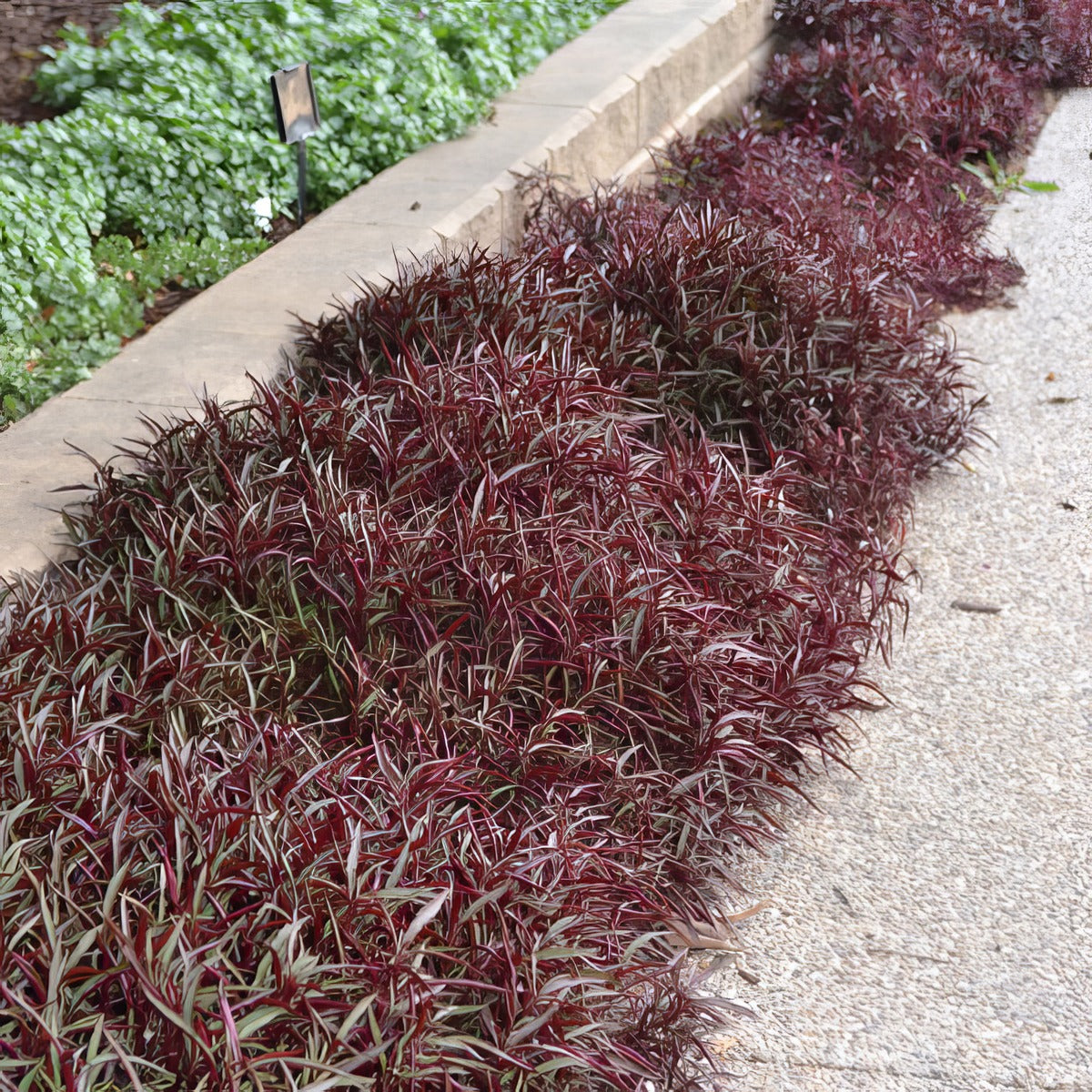 Alternanthera Red Threads - Garden Express Australia