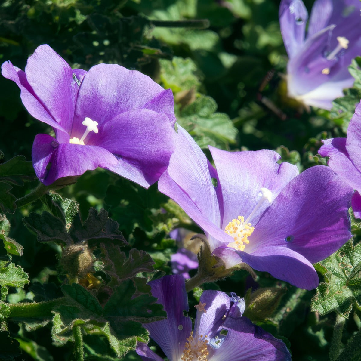 Alyogyne Southern Gem Lpoalysgm - Garden Express Australia