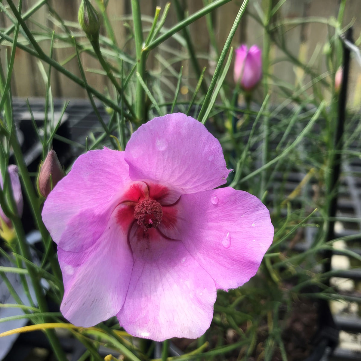 Alyogyne Melissa Anne P14alyman - Garden Express Australia