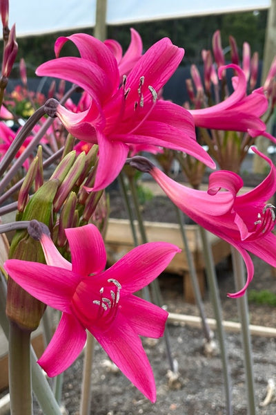 Amarygia Parkeri 2 Pkamapar 2026 - Garden Express Australia