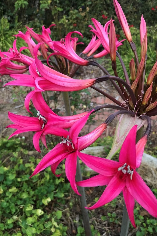 Amarygia Parkeri 3 Pkamapar 2026 - Garden Express Australia