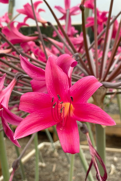 Amarygia Parkeri Pkamapar 2026 - Garden Express Australia