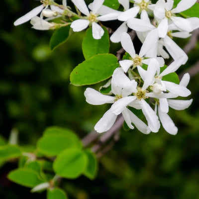 Amelanchier Canadian Serviceberry G2 - Garden Express Australia