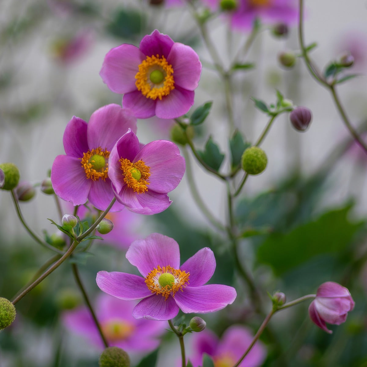 Japanese Windflower Bowles Pink Lpojapwbp - Garden Express Australia