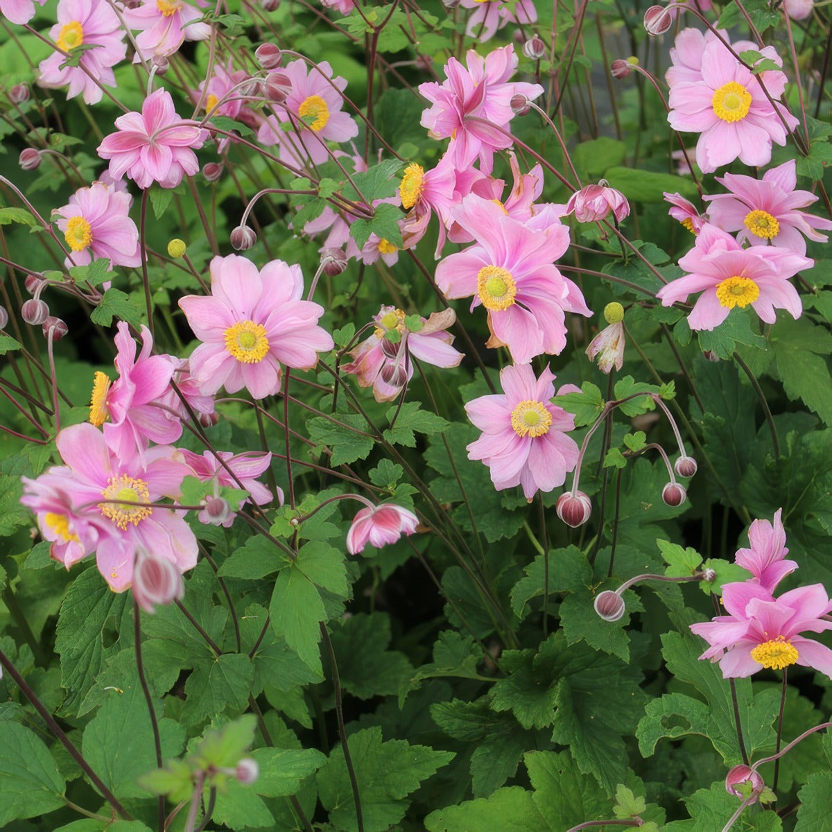 Japanese Windflower Anemone Serenade - Garden Express Australia