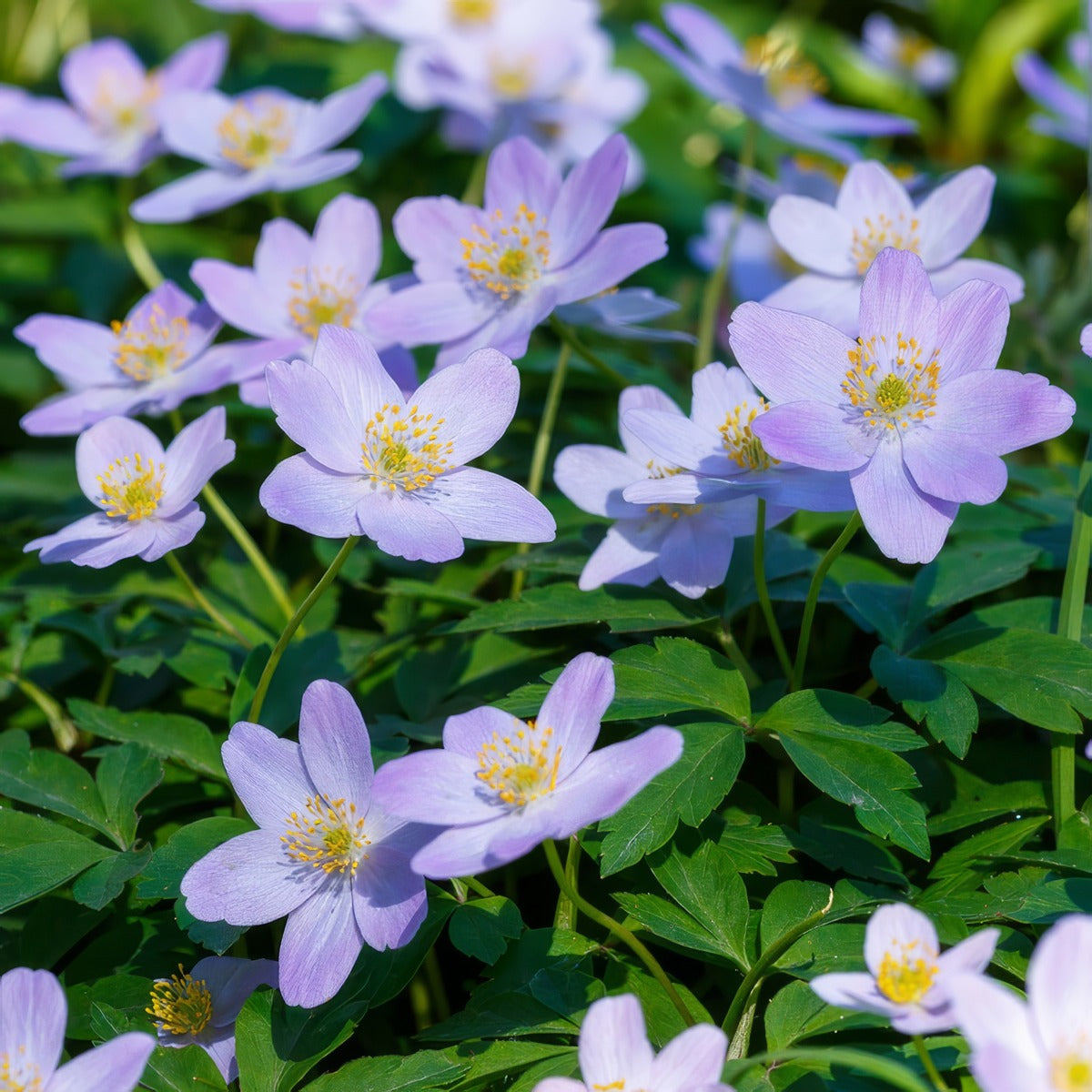 Anemone Nemerosa Blue Bonnet 3 Pkanenbb 2026 - Garden Express Australia