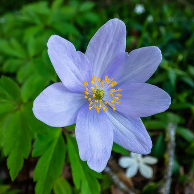 Anemone Nemerosa Bluebonnet Pkanenbb 2026 - Garden Express Australia