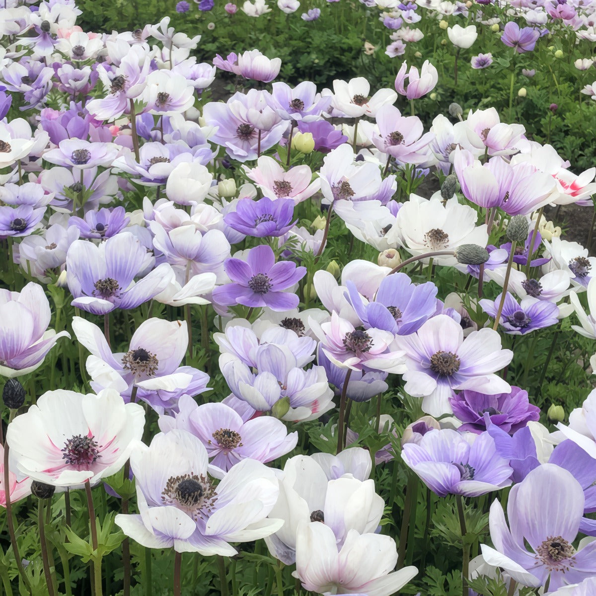 Anemone Bi Colour 2 Pkanepbc 2025 - Garden Express Australia