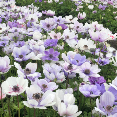 Anemone Bi Colour 2 Pkanepbc 2025 - Garden Express Australia