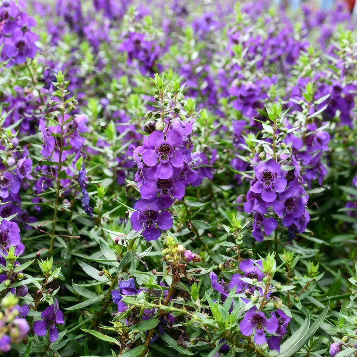 Angelonia Angelos Blue Pplangabl - Garden Express Australia