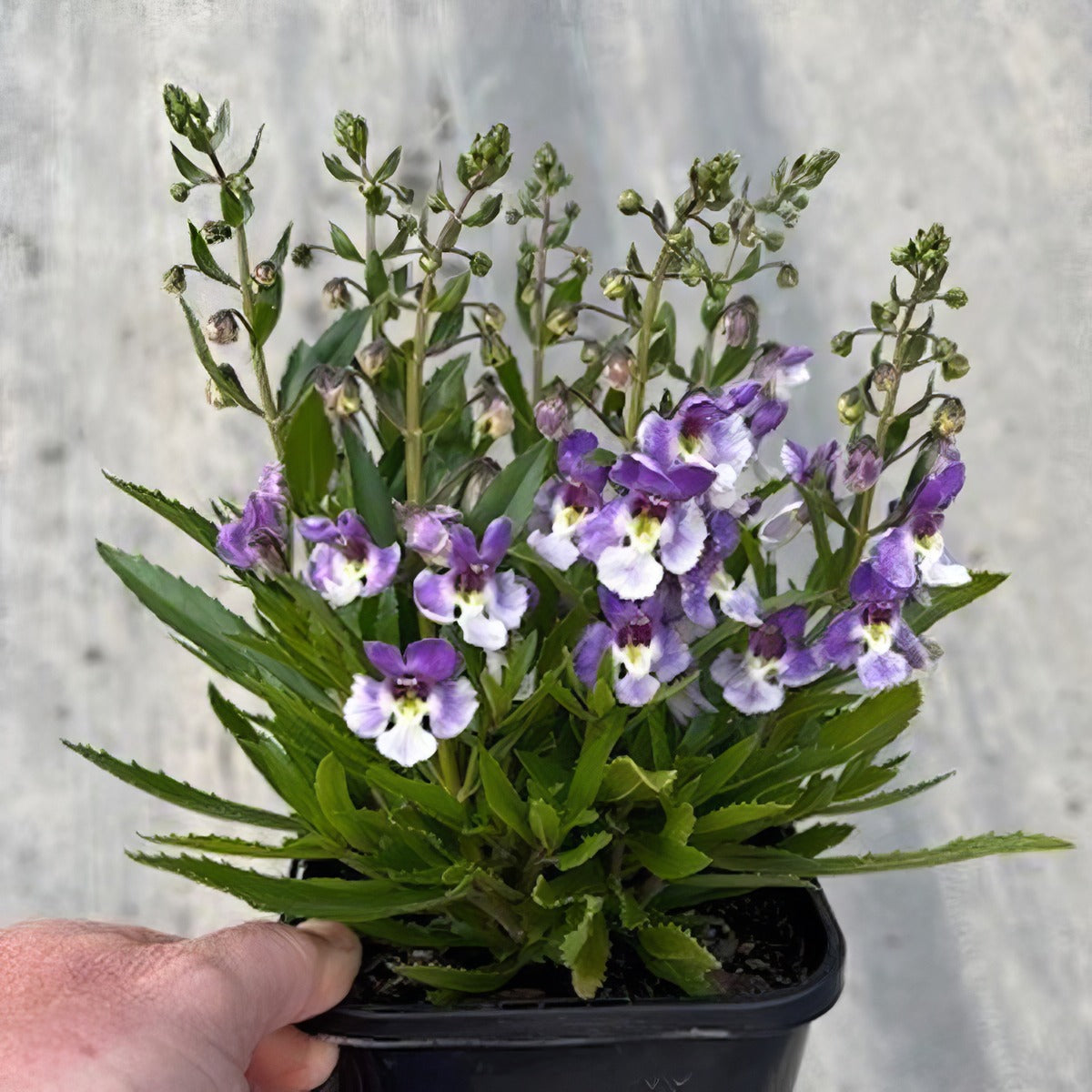 Angelonia Serafina Bicolour Pot - Garden Express Australia