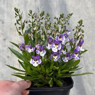 Angelonia Serafina Bicolour Pot - Garden Express Australia