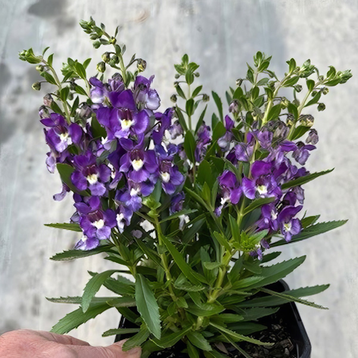 Angelonia Serafina Blue Pot - Garden Express Australia