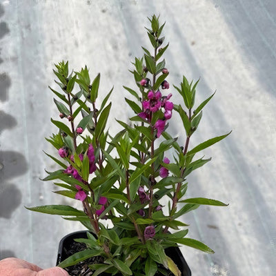 Angelonia Serafina Raspberry Pot - Garden Express Australia