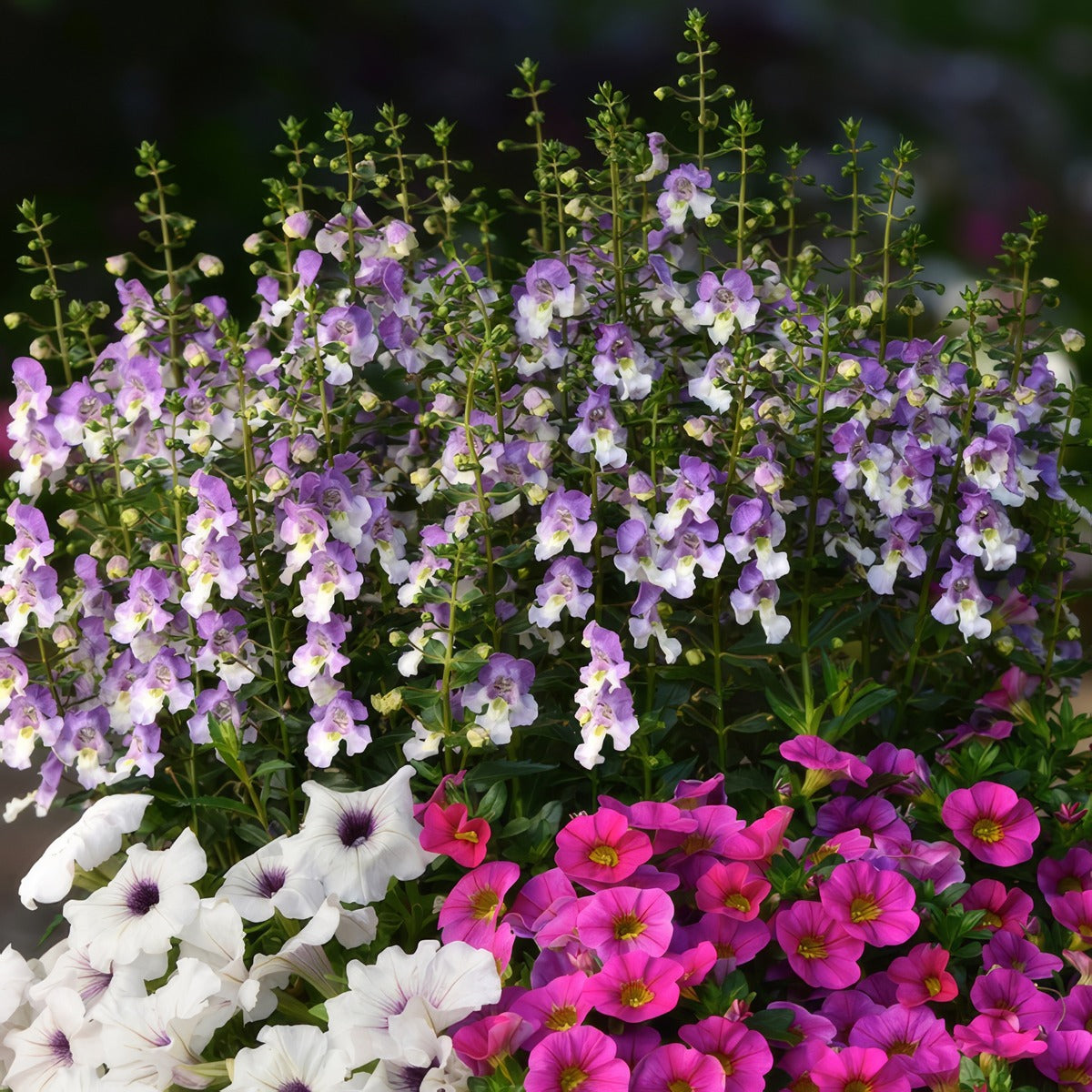 Angelonia Archangel Blue Bicolour P68angabbd - Garden Express Australia