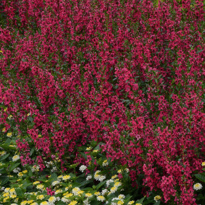 Angelonia Archangel Cherry Red - Garden Express Australia