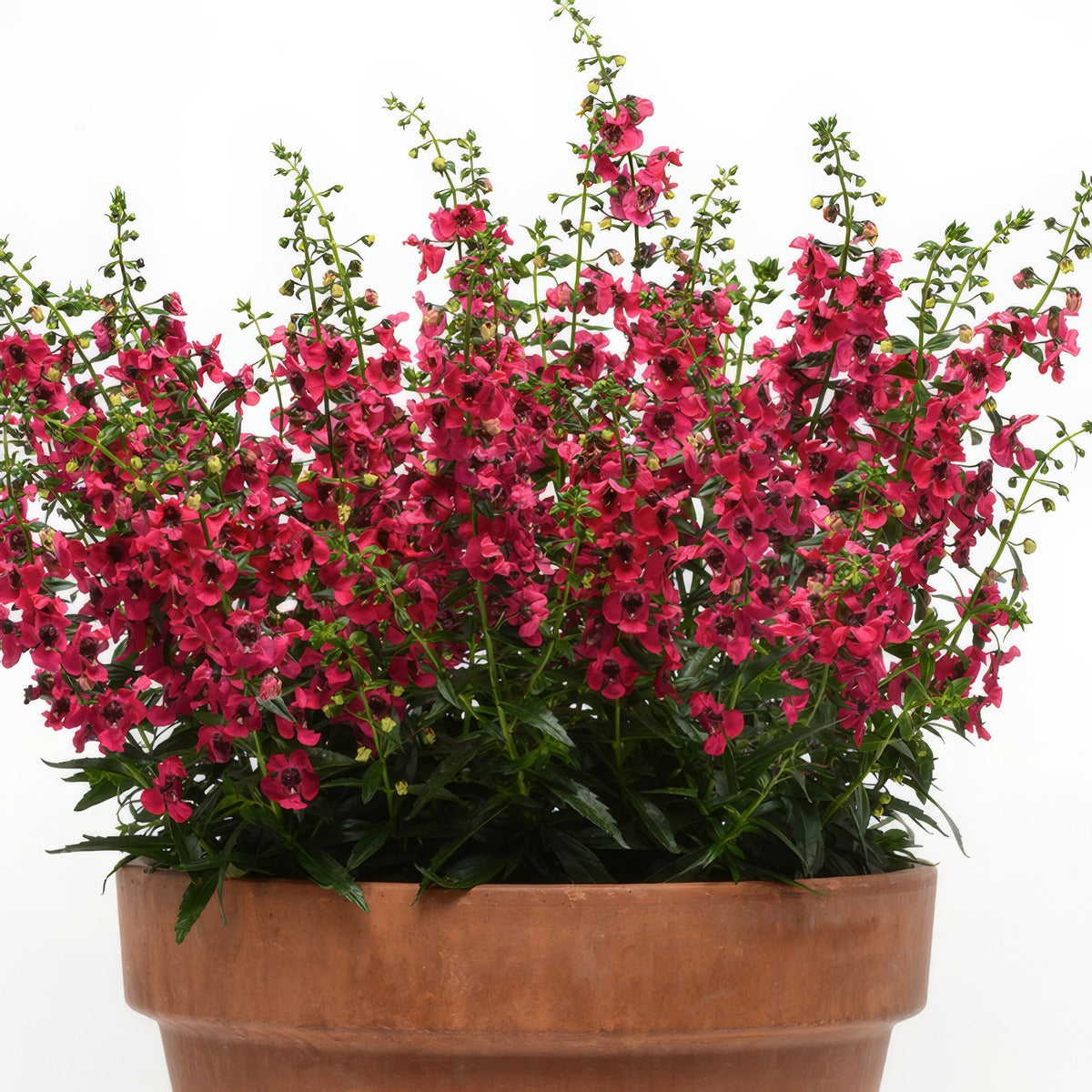 Angelonia Archangel Cherry Red P68angacr - Garden Express Australia