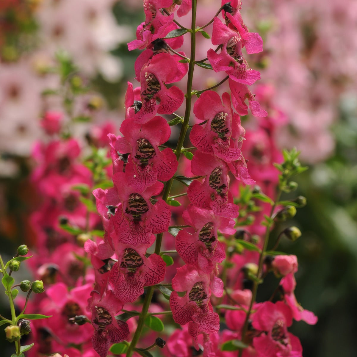 Angelonia Archangel Dark Rose Pplangadr - Garden Express Australia