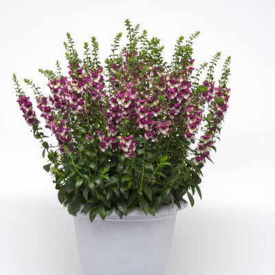 Angelonia Angeldance Fuchsia Bicolour - Garden Express Australia