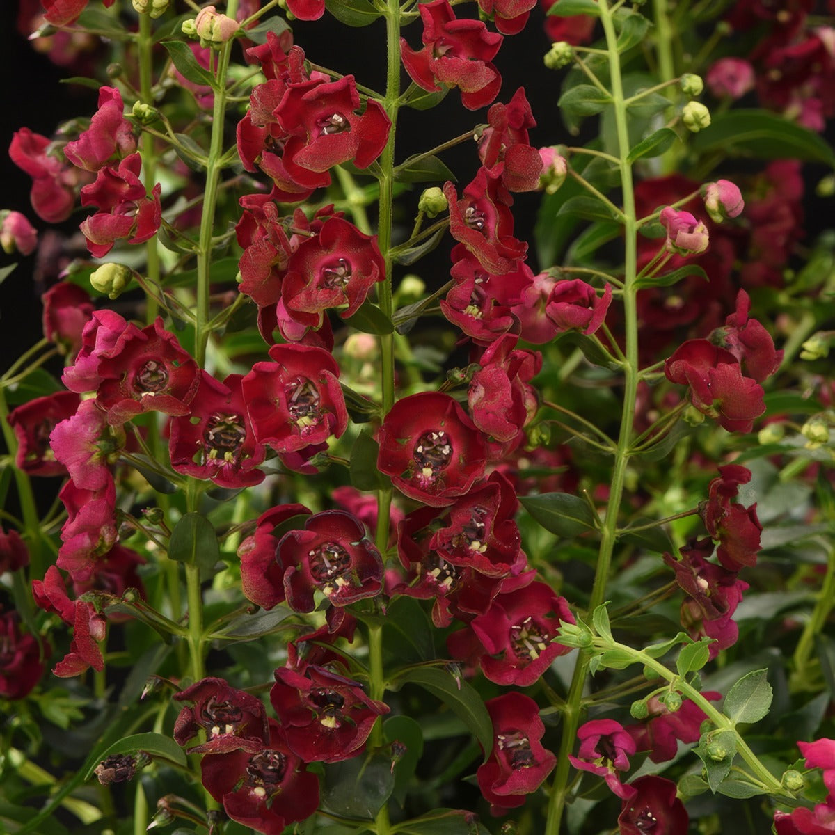 Angelonia Archangel Ruby Sangria P68angaru - Garden Express Australia