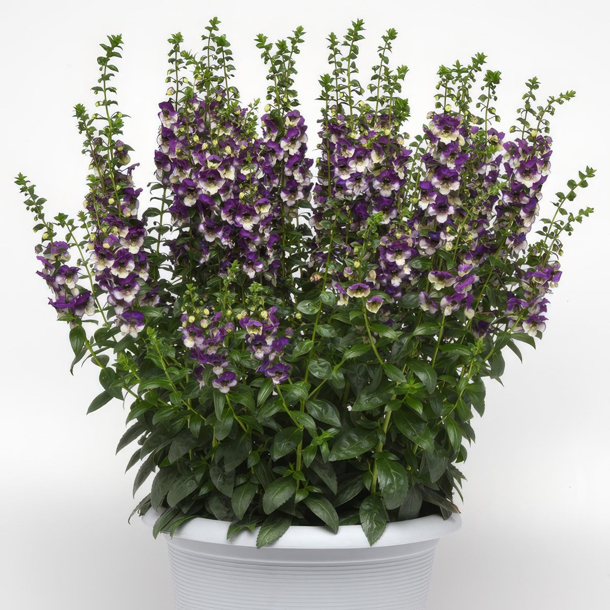 Angelonia Angeldance Violet Bicolour - Garden Express Australia
