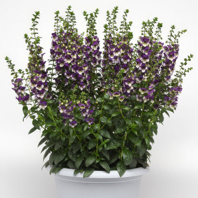 Angelonia Angeldance Violet Bicolour - Garden Express Australia
