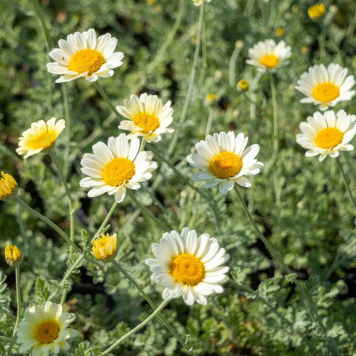Anthemis White P68antwhi - Garden Express Australia