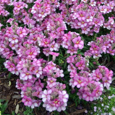Antirrhinum Antirinca Rose - Garden Express Australia
