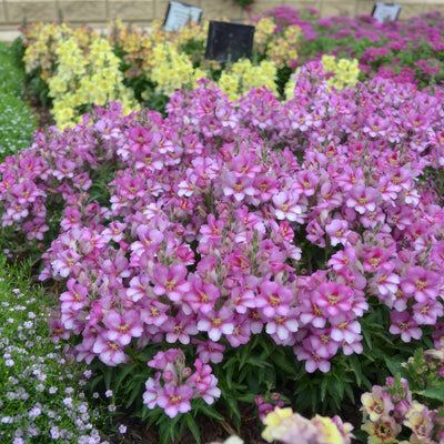 Antirrhinum Antirinca Rose P68antars - Garden Express Australia