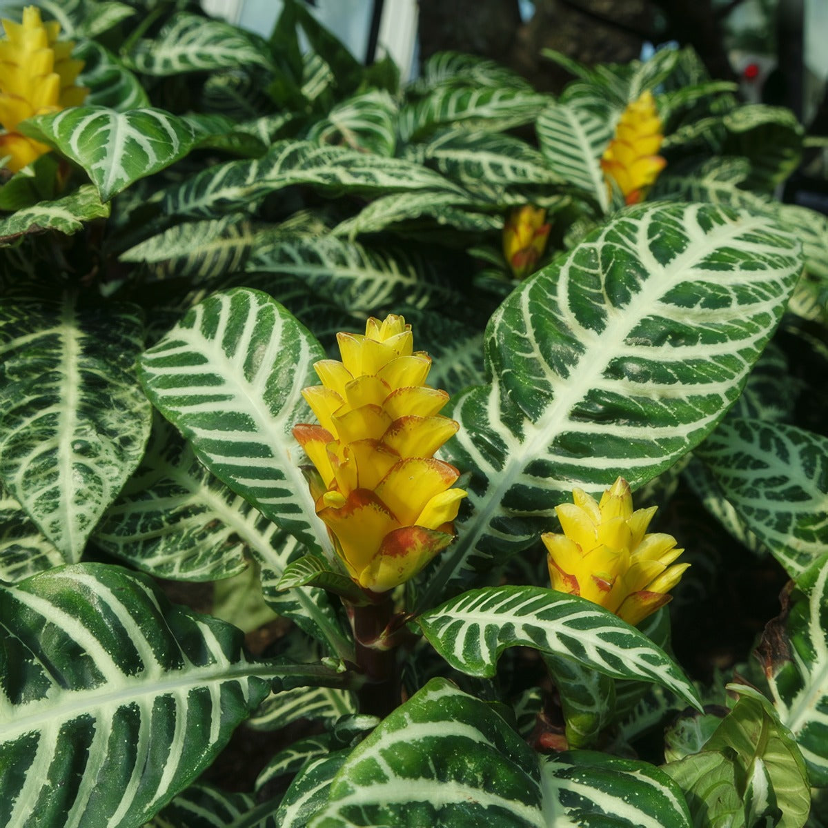Aphelandra Zebra Plant P10aphzpl - Garden Express Australia
