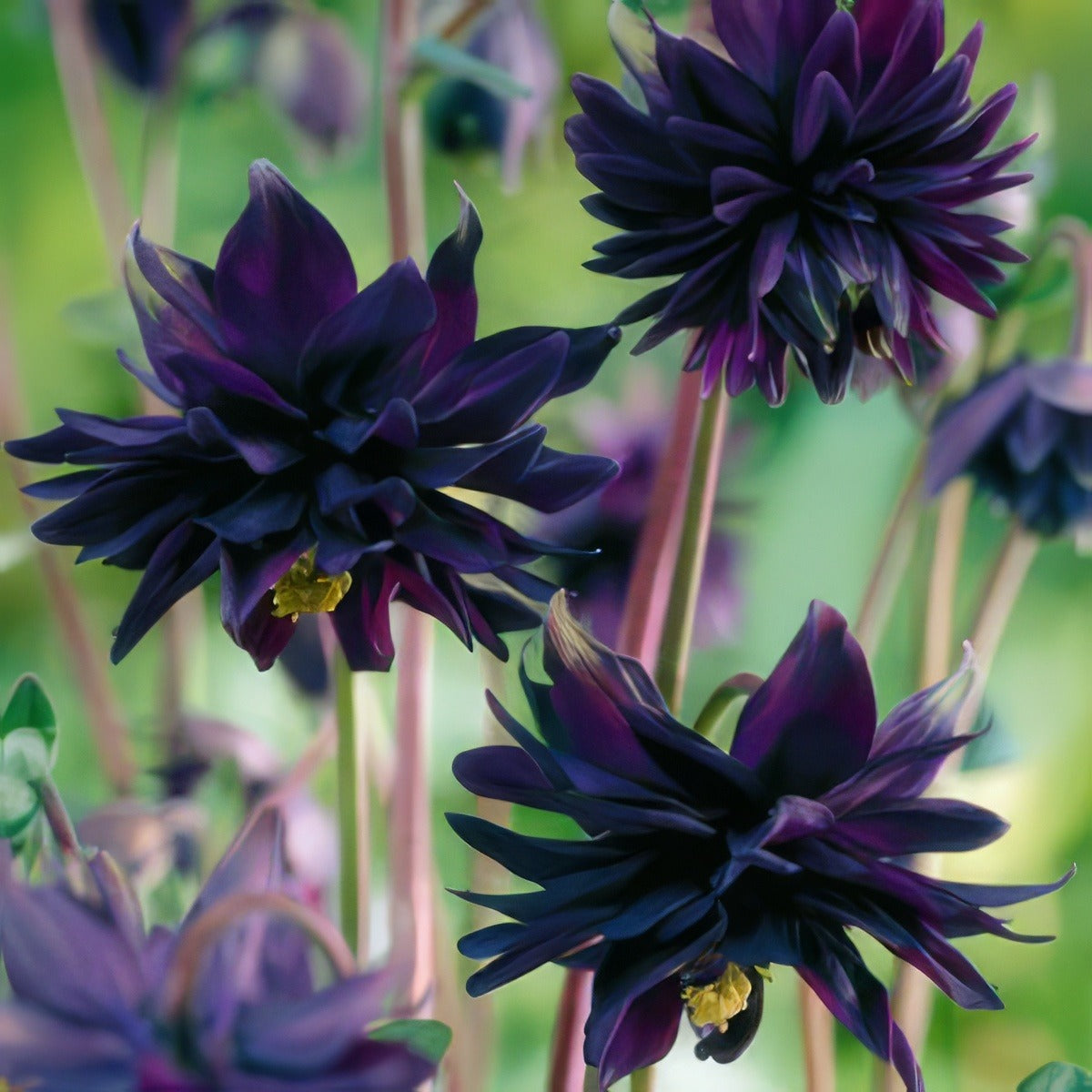 Aquilegia Black Barlow Lpoaqubba - Garden Express Australia