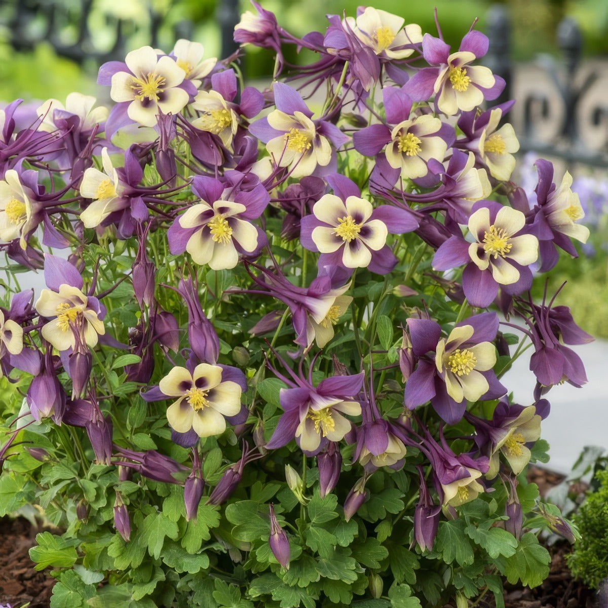Aquilegia Earlybird Purple Yellow P68aquepy - Garden Express Australia