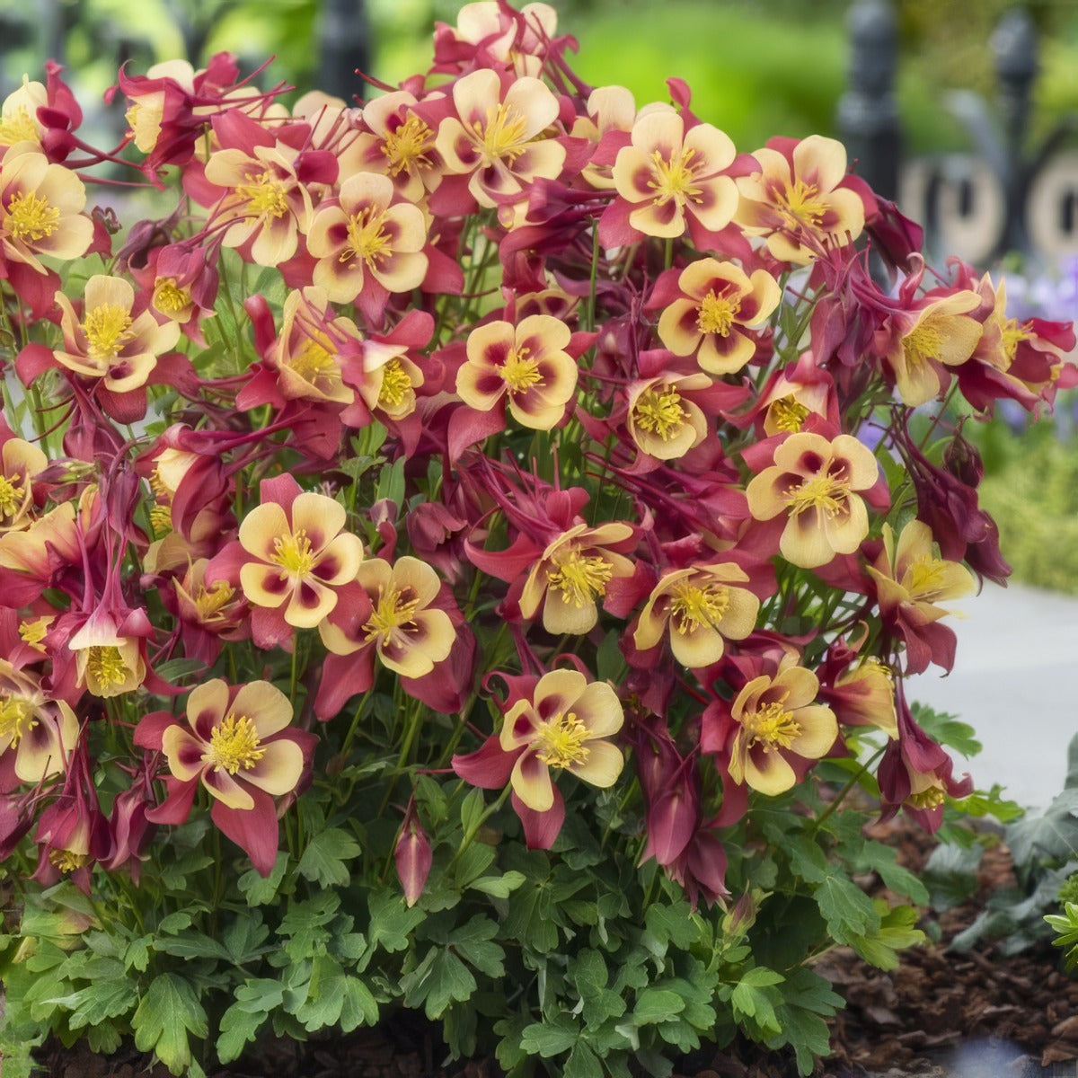 Aquilegia Earlybird Red Yellow P68aquery - Garden Express Australia