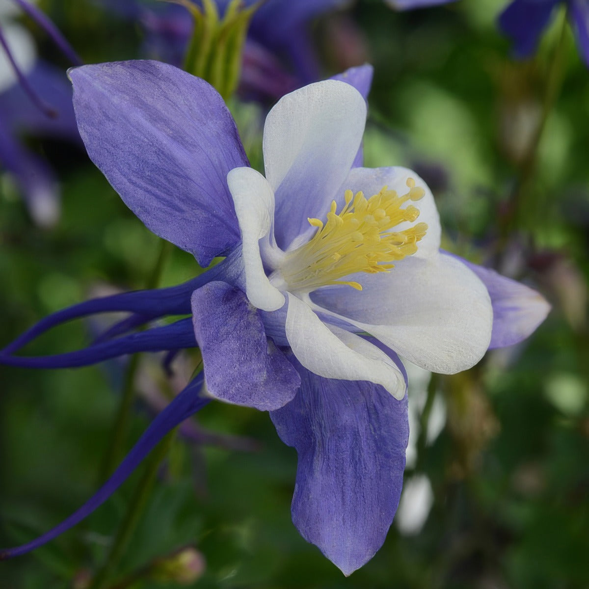 Aquilegia Earlybird Blue And White P68aquebbw - Garden Express Australia