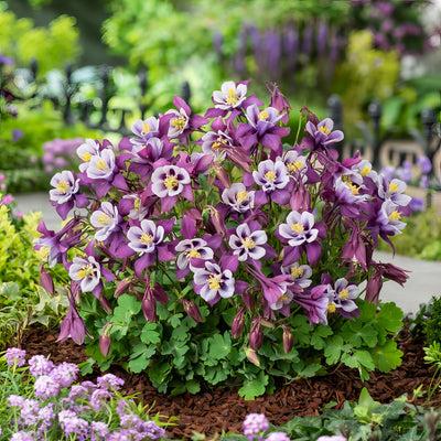 Aquilegia Earlybird Purple White Pkaquepw - Garden Express Australia