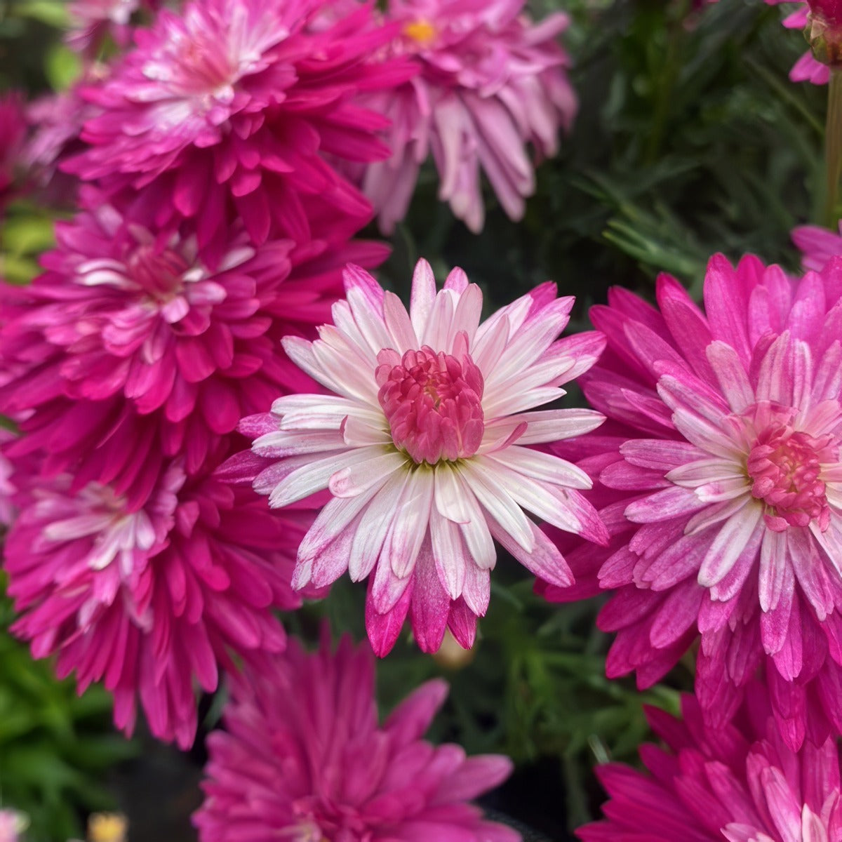 Argyranthemum Colossus Raspberry Ice P10argcri - Garden Express Australia