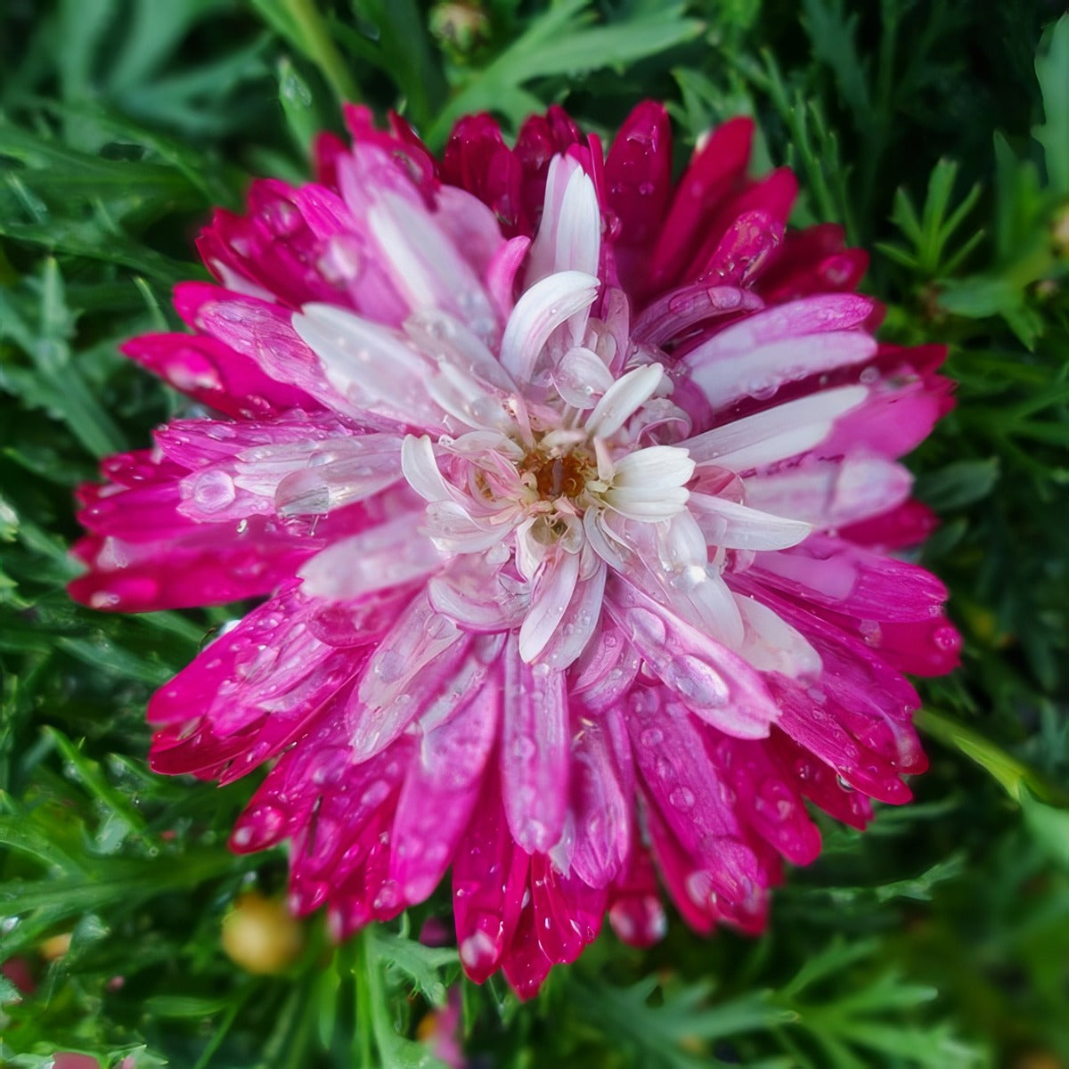Argyranthemum Colossus Raspberry Ice Flower - Garden Express Australia