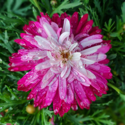 Argyranthemum Colossus Raspberry Ice Flower - Garden Express Australia
