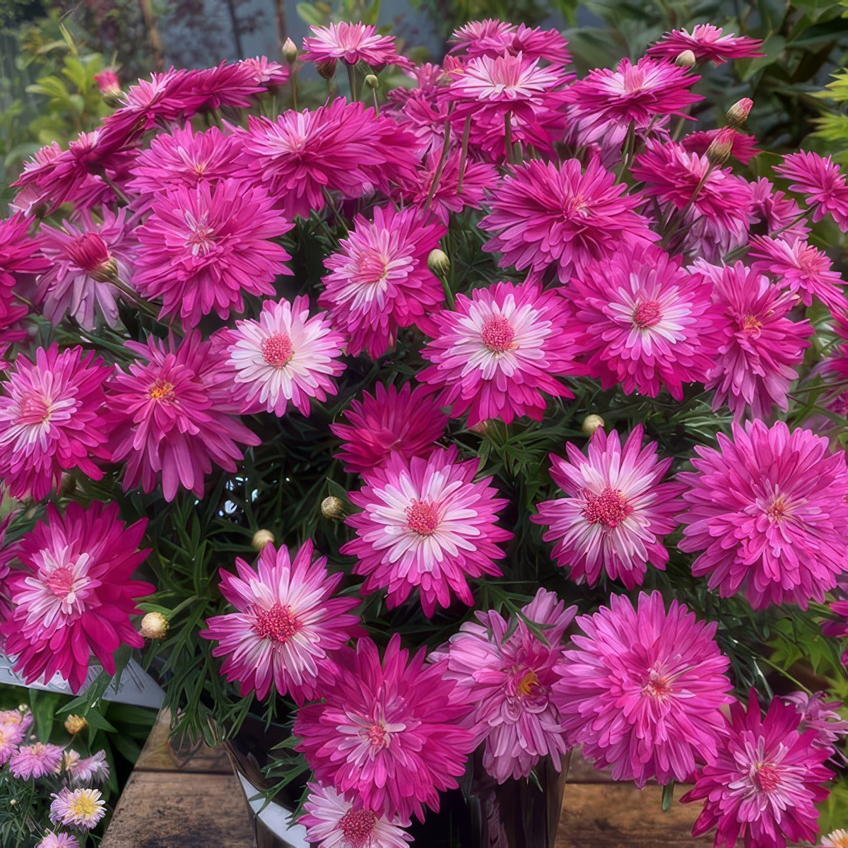 Argyranthemum Colossus Raspberry Ice - Garden Express Australia