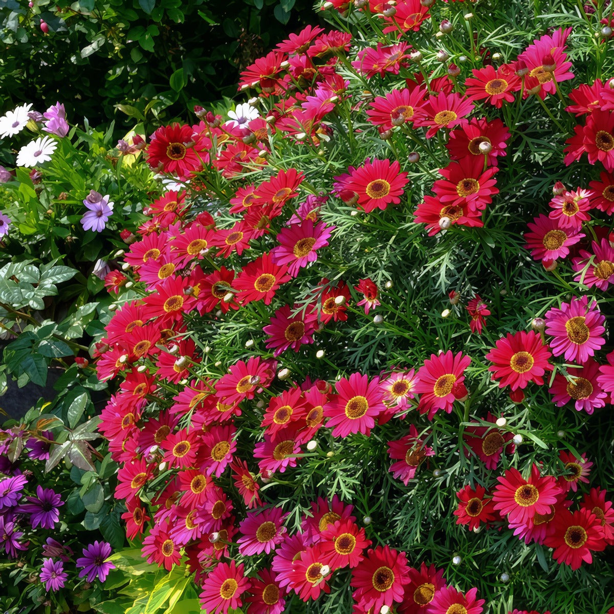 Argyranthemum Margarita Burgundy P14argmbu - Garden Express Australia