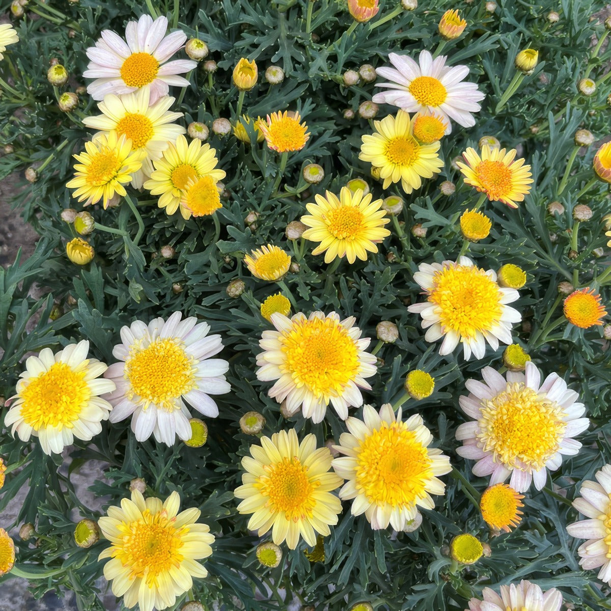 Argyranthemum Sunshine Blush - Garden Express Australia