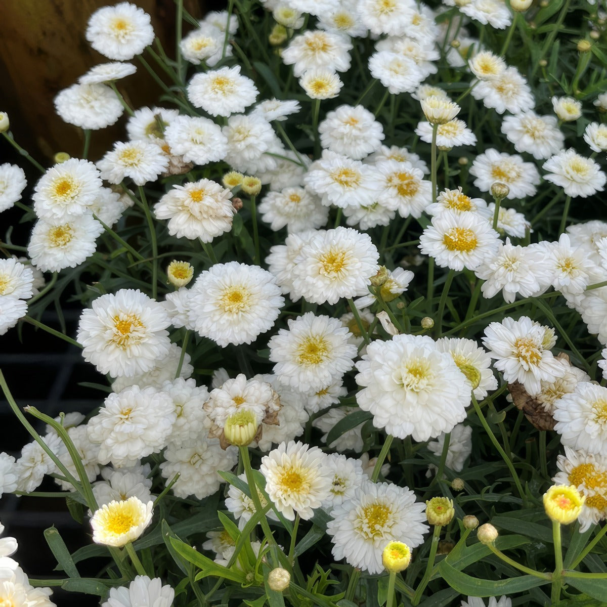 Argyranthemum Aramis Double White - Garden Express Australia