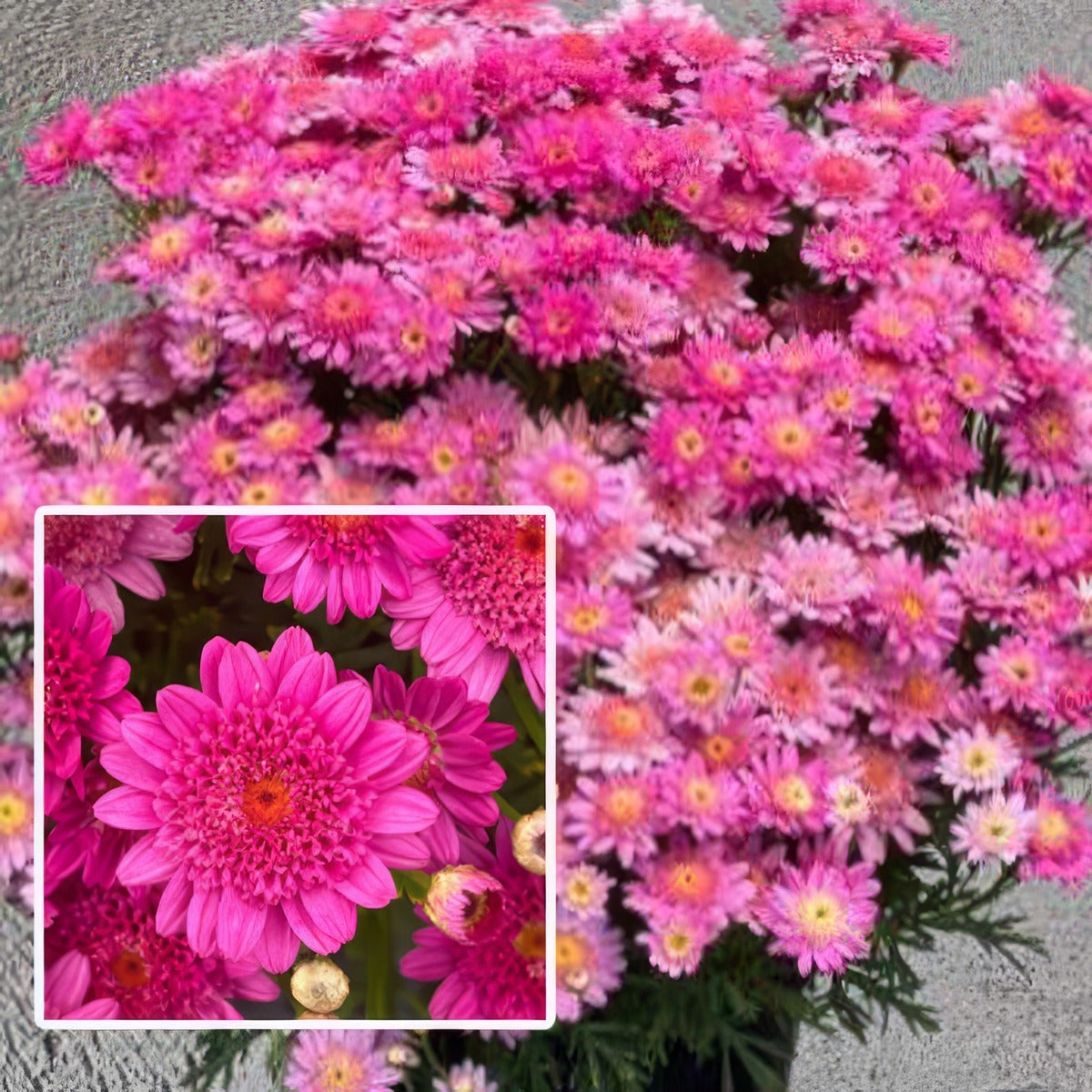 Argyranthemum Sassy Deep Rose P68argsdr - Garden Express Australia