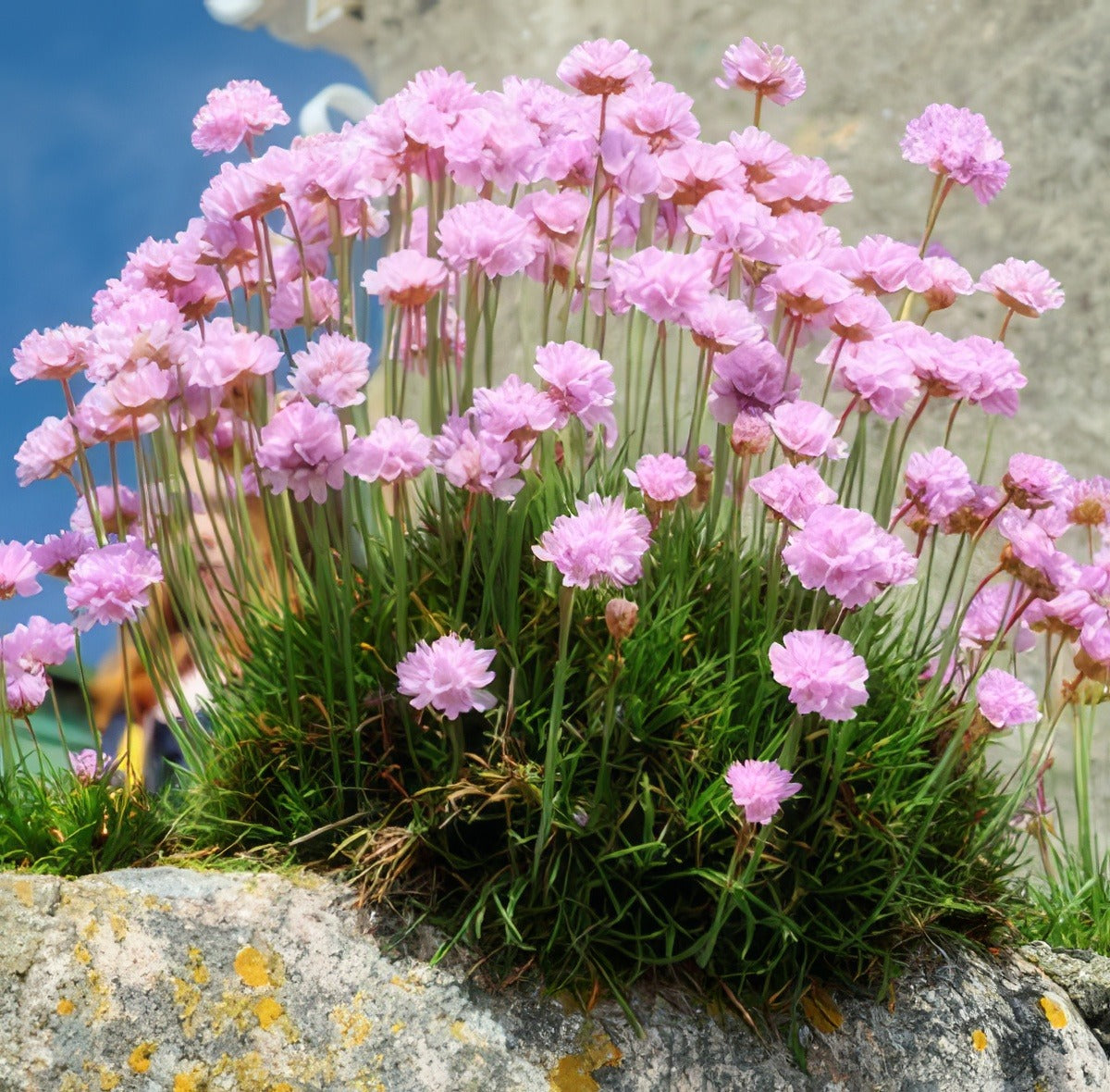 Armeria Pink Lpoarmpin - Garden Express Australia