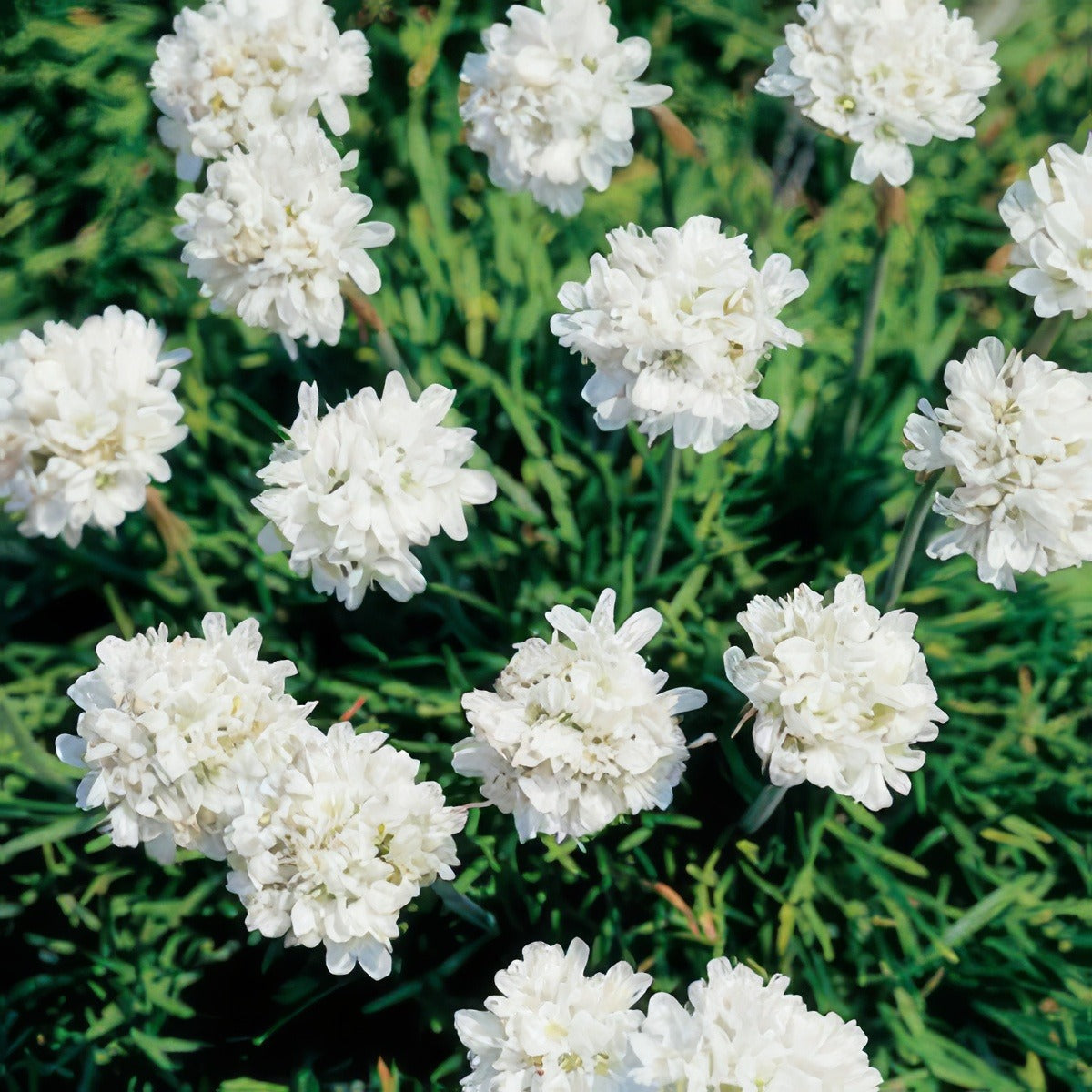 Armeria White 2013 - Garden Express Australia